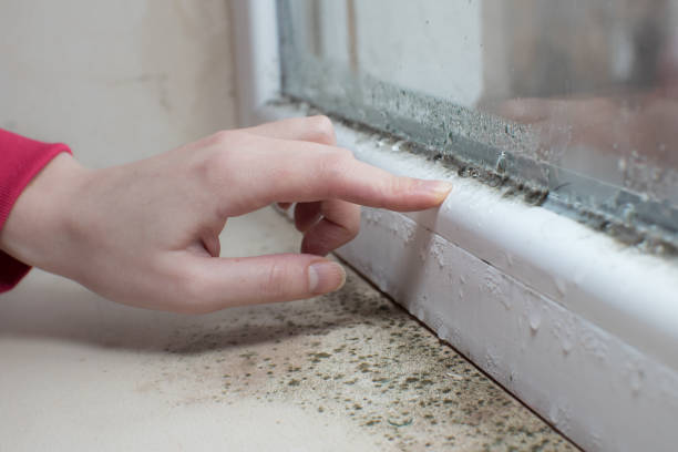 Best Mold Removal for HVAC Installations  in Watervliet, NY